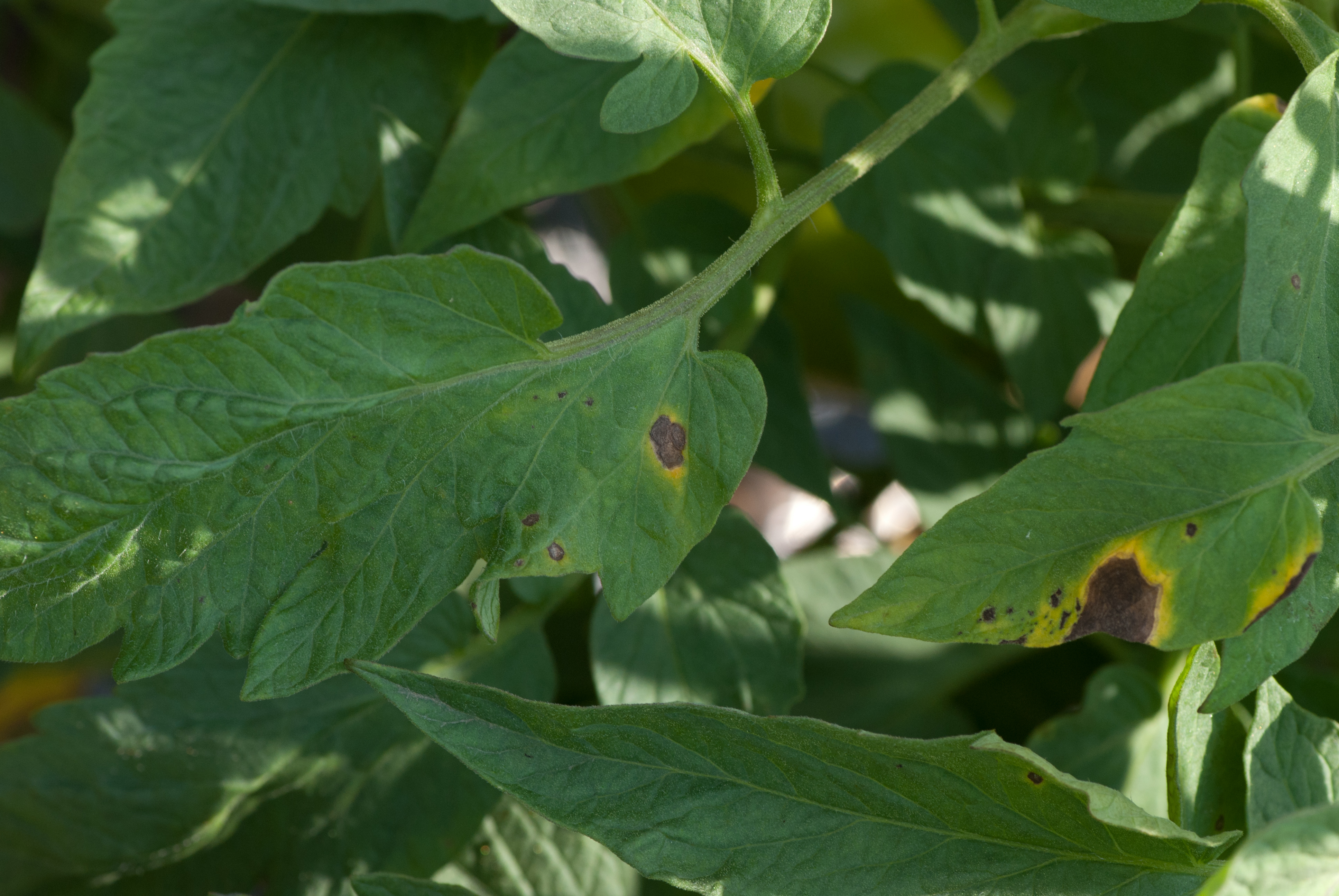 Early blight on tomato leaves